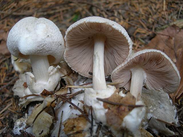 Funghi nella nebbia